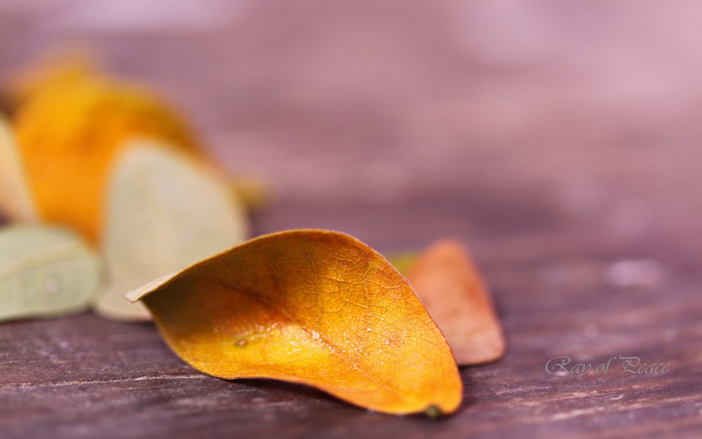 NephKiran's tweet photo. End of Life
#leaf #autumn #macro #photography #photo #closeup #depthoffield #Karachi #KarachiSnapStory #Pakistan https://t.co/QkNZCWwzqN
