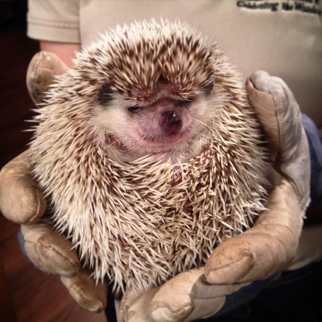 WGNOtv's tweet photo. Kirby, the hedgehog, from Audubon Zoo is visiting the show. #hedgehog #hedgehogsofinstagra… https://t.co/QtxOFD90Iy https://t.co/xXwcG0n9Rg