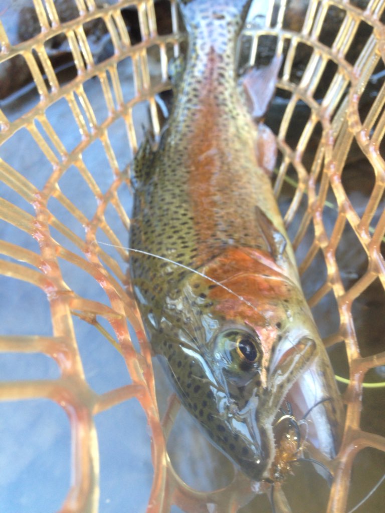 chickenchucker1's tweet photo. #happythanksgiving #catchandrelease #eatmoreturkey #njflyfishing https://t.co/5QA4XYdl9R