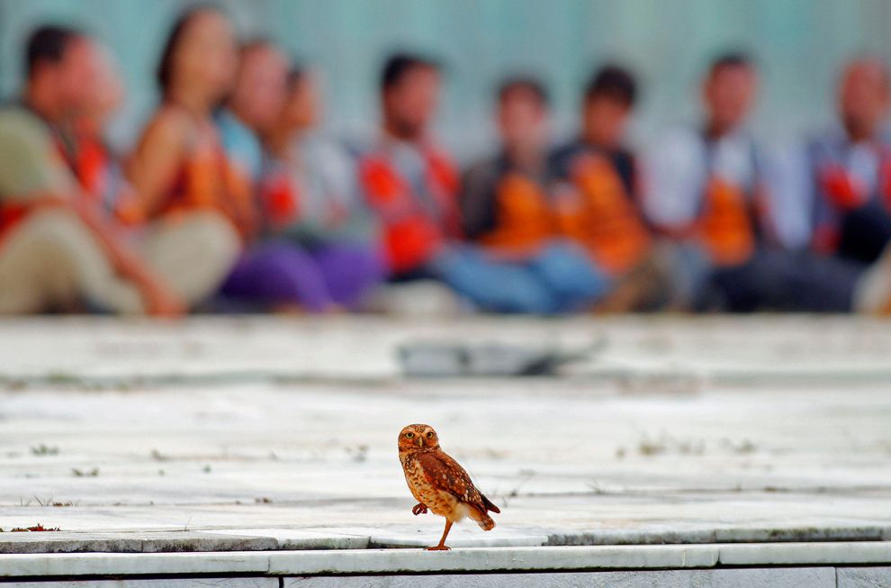 bluedotmg's tweet photo. An owl perches in front of Greenpeace activists who were arrested for raising an inflatable model of a wind turbine. https://t.co/ip9WKuzHNi