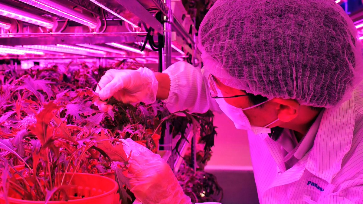 Eatglobe's tweet image. Would you eat #food grown by @panasonic? Check out: eatglobe.org/1MVeZkH #LEDfarm #farming #food #vegetarian