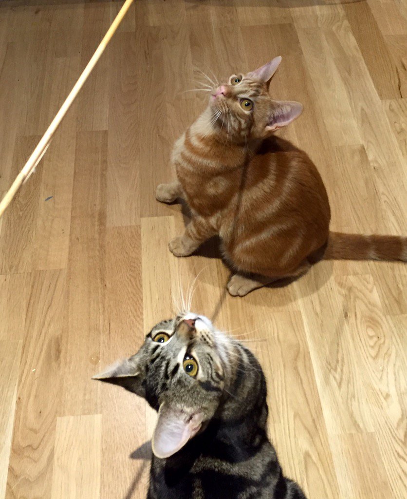 PurrPals2015's tweet photo. Bamboo game fun on our 5 month #adoptaversary, & a #FlashbackFriday pic from adoption day! @CeliaHammond #oscarpixie https://t.co/qvjbmn0Amj
