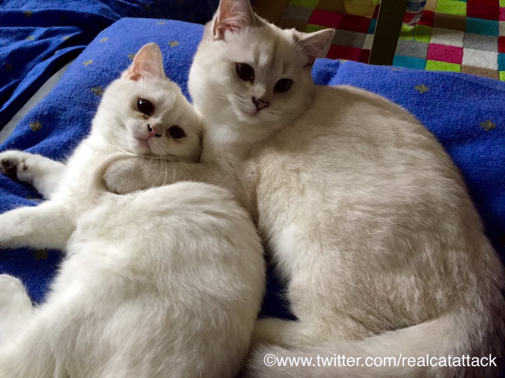 RealCatAttack's tweet photo. Oh hey, you're home early! #Friday #TGIF #wochenende #CatsOfTwitter #kitten https://t.co/C6BgK8qJUy