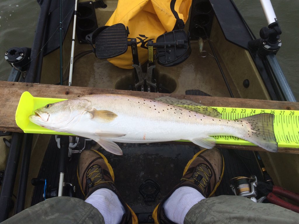 legocrusader's tweet photo. I love fishing! Not quite a trophy though.#spottedseattrout #troutfishing #operationfish #hobiefishing #texasfishing https://t.co/wCInrqQ8ZT