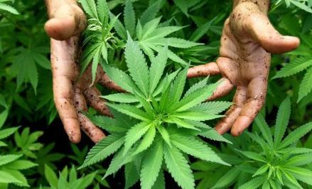 Inside Cannabis tweet media