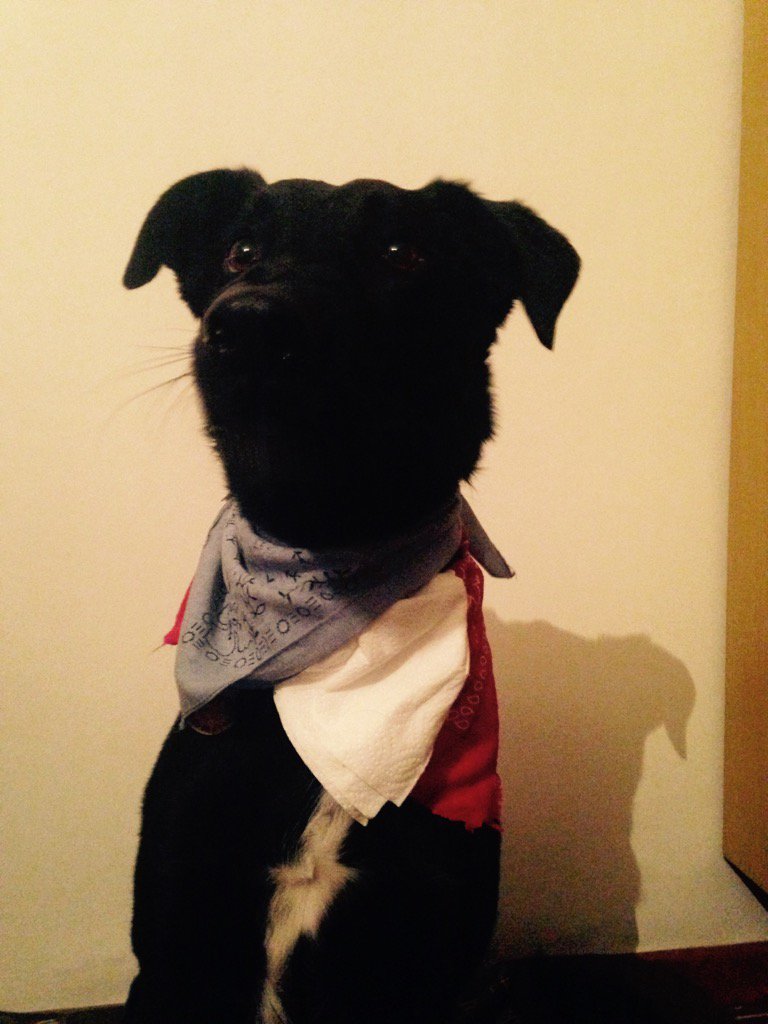 AchardMathilde's tweet image. Doudou aux couleurs de la France! #JeSuisParis #hommagenational #BleuBlancRouge #malone