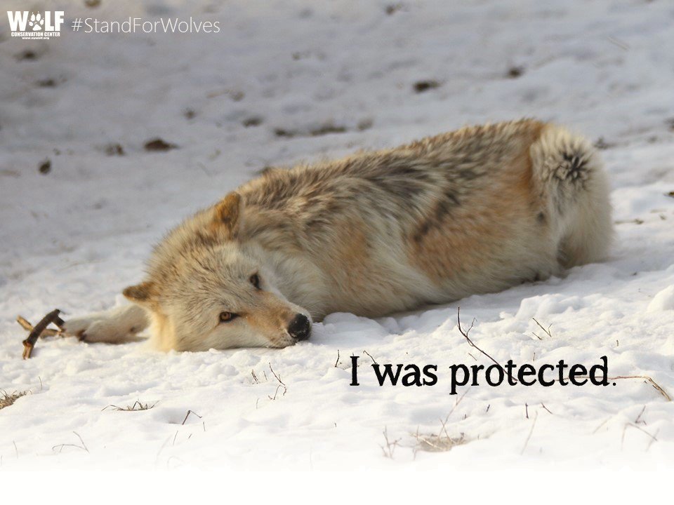 BREAKING - Utah’s war on coyotes claims the life of another federally protected gray wolf bit.ly/1XvYVuD
