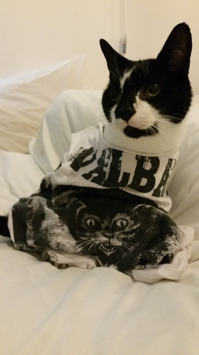 Murphy is joining in #tshirtday he loves <a href="/Svalbardband/">Svalbard</a> and <a href="/TheSLMUK/">The SLM</a>