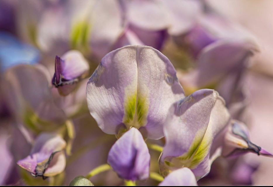 HortErotica's tweet image. "Each flower is a soul opening out to nature."  
- Gerald De Nerval 
#Wisteria #ThinkingOfSpring #Renewal