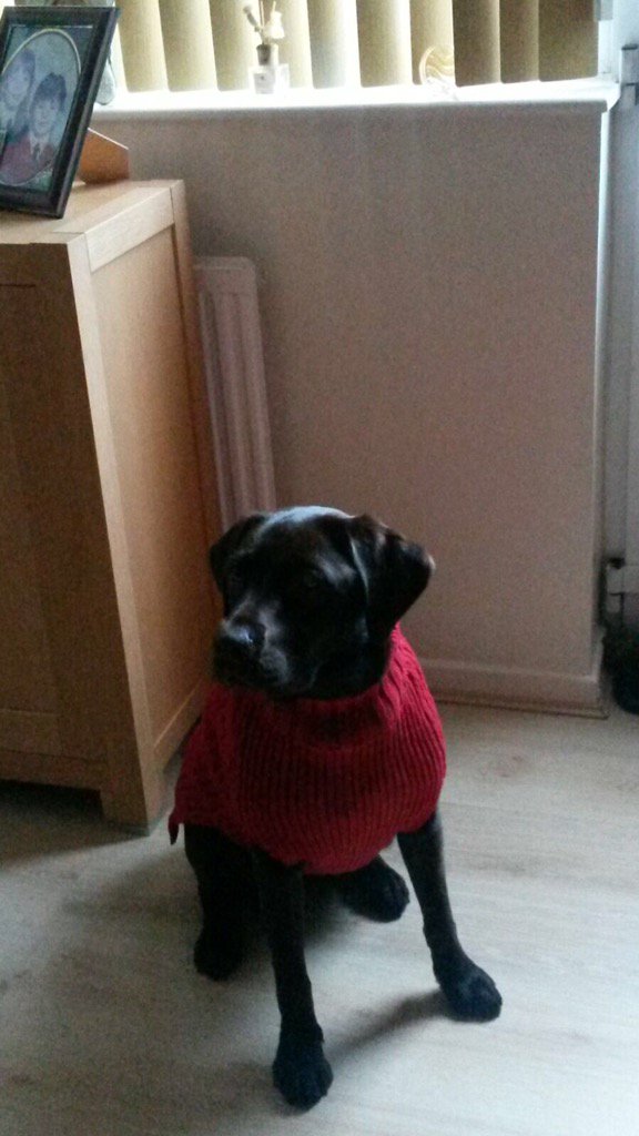 CharlotteWrayy's tweet photo. This is what happens when I don't go home 😐 my poor dog #callrspca https://t.co/HOwRzA75Fg