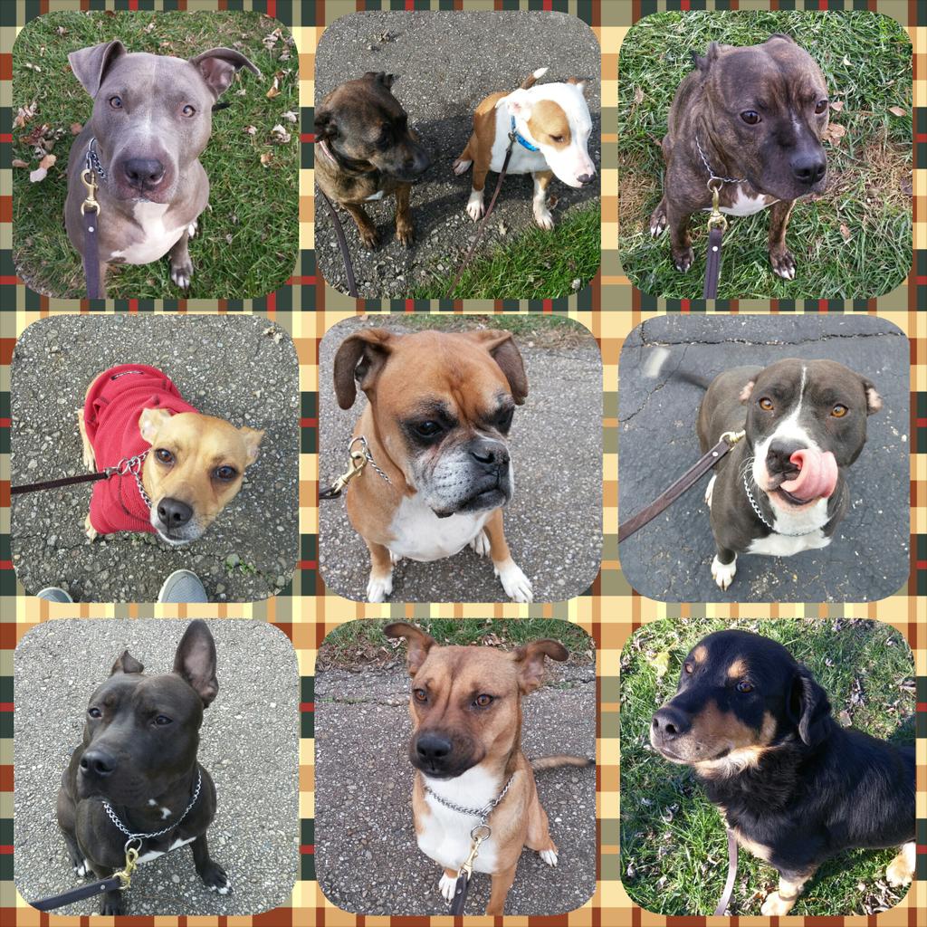 cincypawlished's tweet photo. We had quite the crew for Thanksgiving! #Boarding #BoardingWithPawlished #Howlidays https://t.co/L6mSr0AmuY