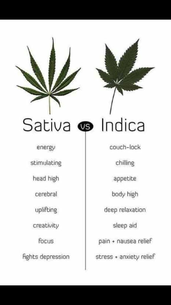 Like for Sativa  , RT for Indica which one are you ? #weed #Sativa #Indica #cannabis #marijuana