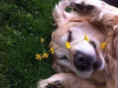 NASCARdiva's tweet image. let me bring a little happiness onto your timeline