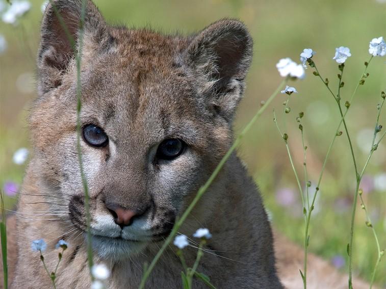 NatGeoAnimals's tweet photo. What's in a name? Cougars are also known as mountain lions or pumas! #BigCatWeek 9/8c https://t.co/R0stCnE1Mj