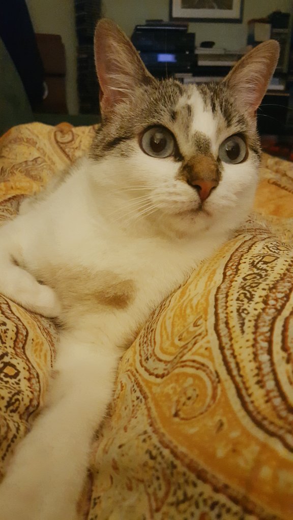 MadAlivis's tweet photo. Quanto sei snob. E figa. E pucciosa. Appena ti rivedo ti mangio! #mycat #Zoe #missingher #pussy https://t.co/99CjSOL8nA