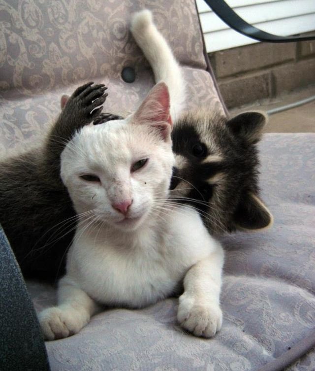 Baby Raccoon And Cat Animals Friendship Unlikely Animal Friends Animals Friends