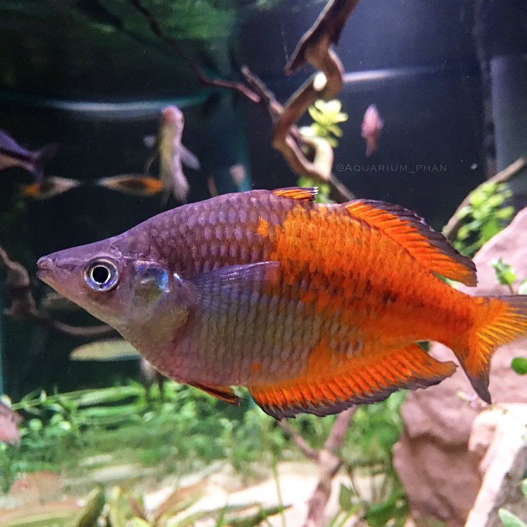 Akvaristan's tweet photo. #akvaristan #aquarium #akvaryum #aquarien Good morning from Twitch.
#parkonsonirainbowfish #rainbowfish #plantedta… https://t.co/9azmlIO4Z3
