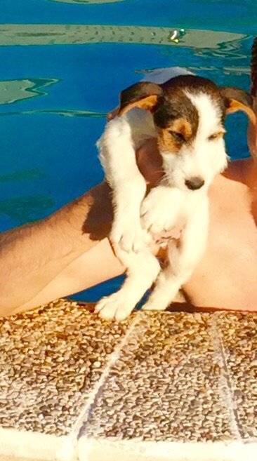 El_Aguardista's tweet photo. Se busca este perro ROBADO en losar de la vera (Cáceres), responde al nombre de bartolo. Máxima difusión.  Gracias https://t.co/trRzgYThP8