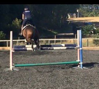 OCEventing's tweet photo. Can't wait for my little baba to come back into work from her holidays next weekend #missingthatfeeling #flyingpone https://t.co/AnOpWETjRt