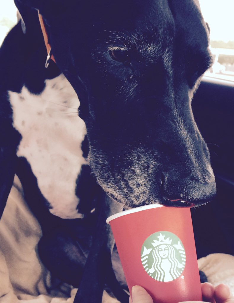 CaelZombie's tweet photo. Thanks @Starbucks for having this Dane's sweet treat! #puppywhip #hippup https://t.co/EwVNYwLQrD