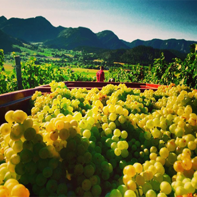 iLoveClairette's tweet photo. Retour sur les vendanges 2015 avec la photo de @Coralynem ! #Vendanges2015 #ClairettedeDie https://t.co/8L1j9FVEhG