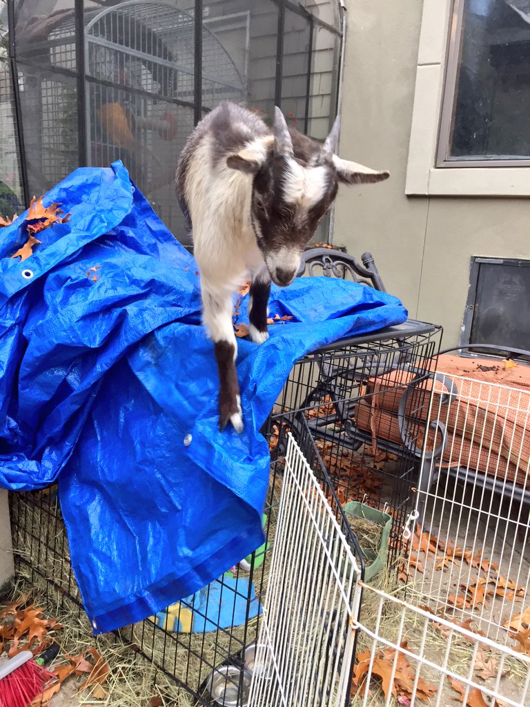 nanny_thegoat's tweet photo. It's a goats world you're just living in it https://t.co/6LblUhq9uc