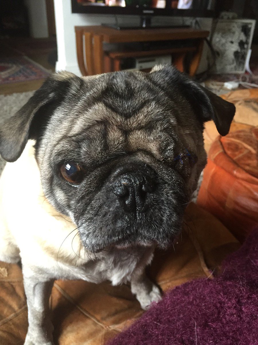 Pretttyigggy's tweet photo. @DAVIDprice14 this is Bruce, he lost his eye recently. I know a RT would make his day https://t.co/fEfUv0Sg3R