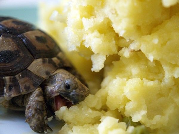 BillNyeIG's tweet photo. SHOUTS OUT TO THIS TURTLE GOING IN ON SOME MASHED POTATOES YESTERDAY https://t.co/9BX7ukOBiX