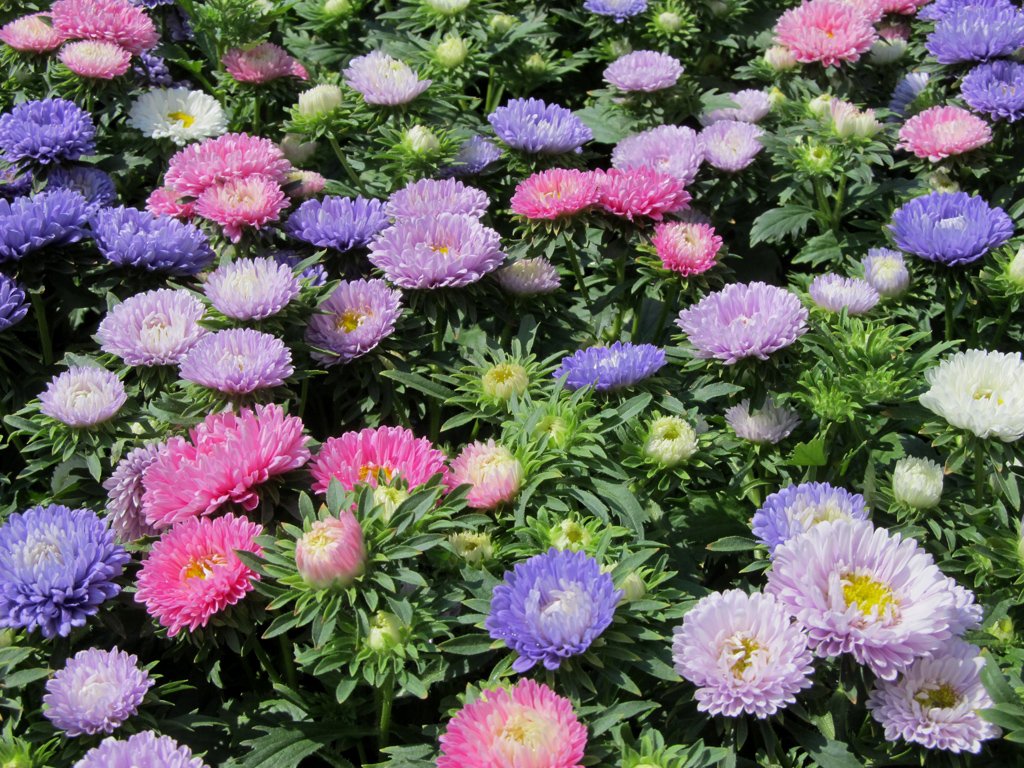 蝦夷菊 エゾギク は 一般にアスターと呼ばれている 白 ピンク 赤 藍色などがあり 中心の黄色と美しいコントラストをなす物も多い 一重咲きと八重咲き 重ねの厚いぽんぽん咲きがあり 管弁のものもある Have A Nice Day 藤田桂輔 Scoopnest