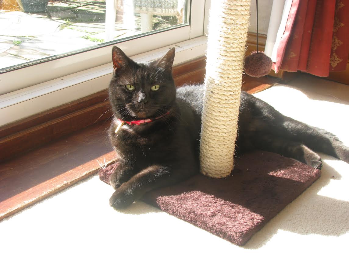 Greenleaf Animal Rescue tweet media