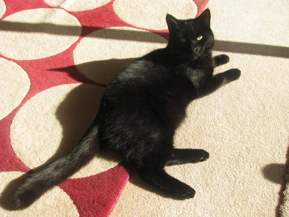 Greenleaf Animal Rescue tweet media