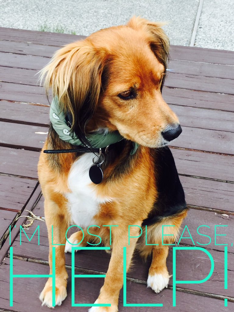 HealingCedar's tweet image. Our furry friend Scout is gone missing from Rocky Point Park😞please contact us if you see him! @CityofPoMo