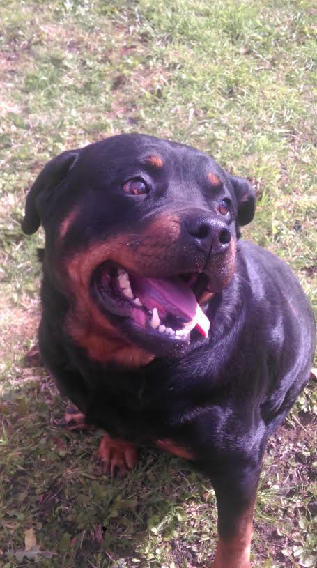 Greenleaf Animal Rescue tweet media