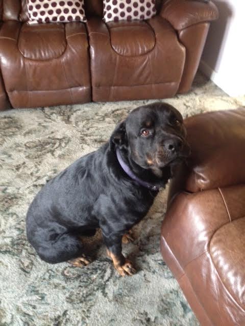 Greenleaf Animal Rescue tweet media