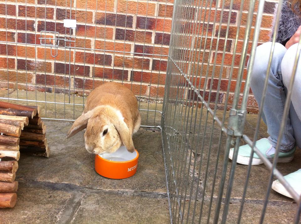 Greenleaf Animal Rescue tweet media