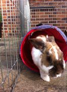 Greenleaf Animal Rescue tweet media