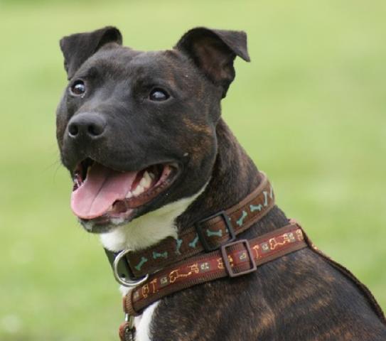 Ozzie is a lovely 3 year old staffie boy, adopt him at @rescueremedies #Surrey - rescuedogs.org.uk/dog-rescues/so…