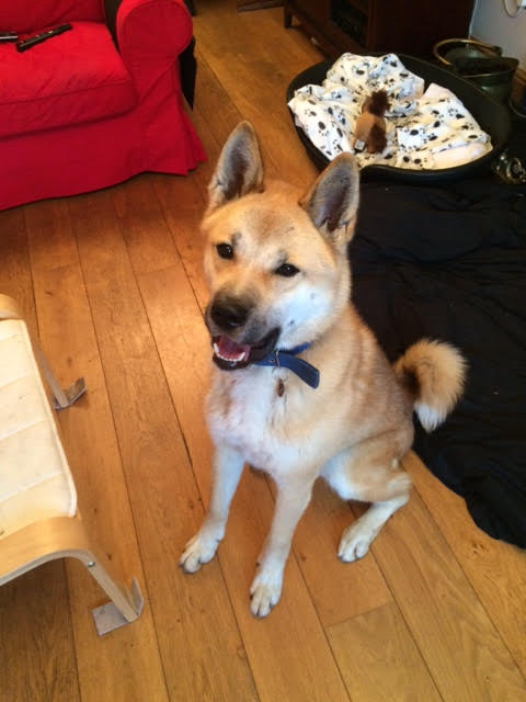 Greenleaf Animal Rescue tweet media