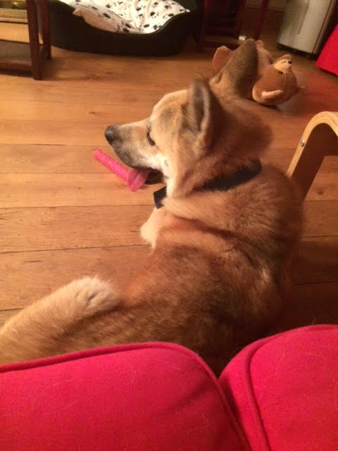 Greenleaf Animal Rescue tweet media