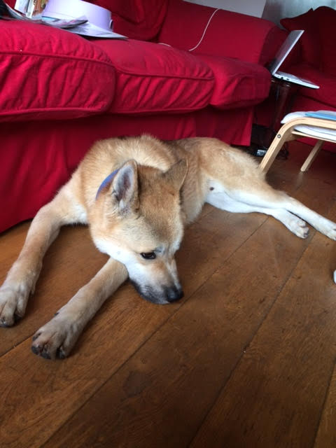 Greenleaf Animal Rescue tweet media