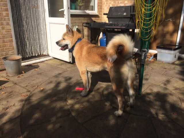 Greenleaf Animal Rescue tweet media