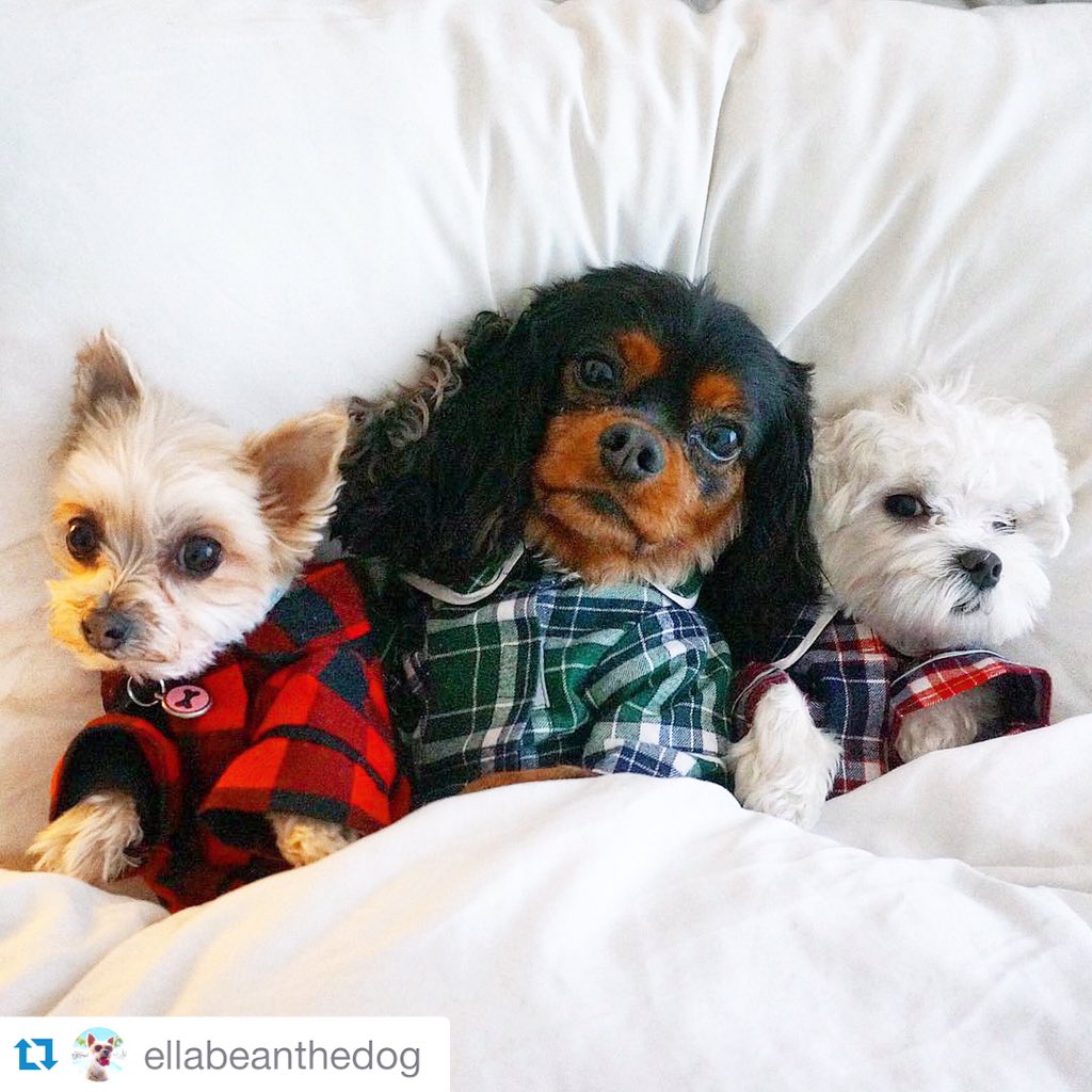 We're still recovering from turkey comas too! 💤 These plaid PJs are selling out fast! #dogs #fashion #cuteoverload