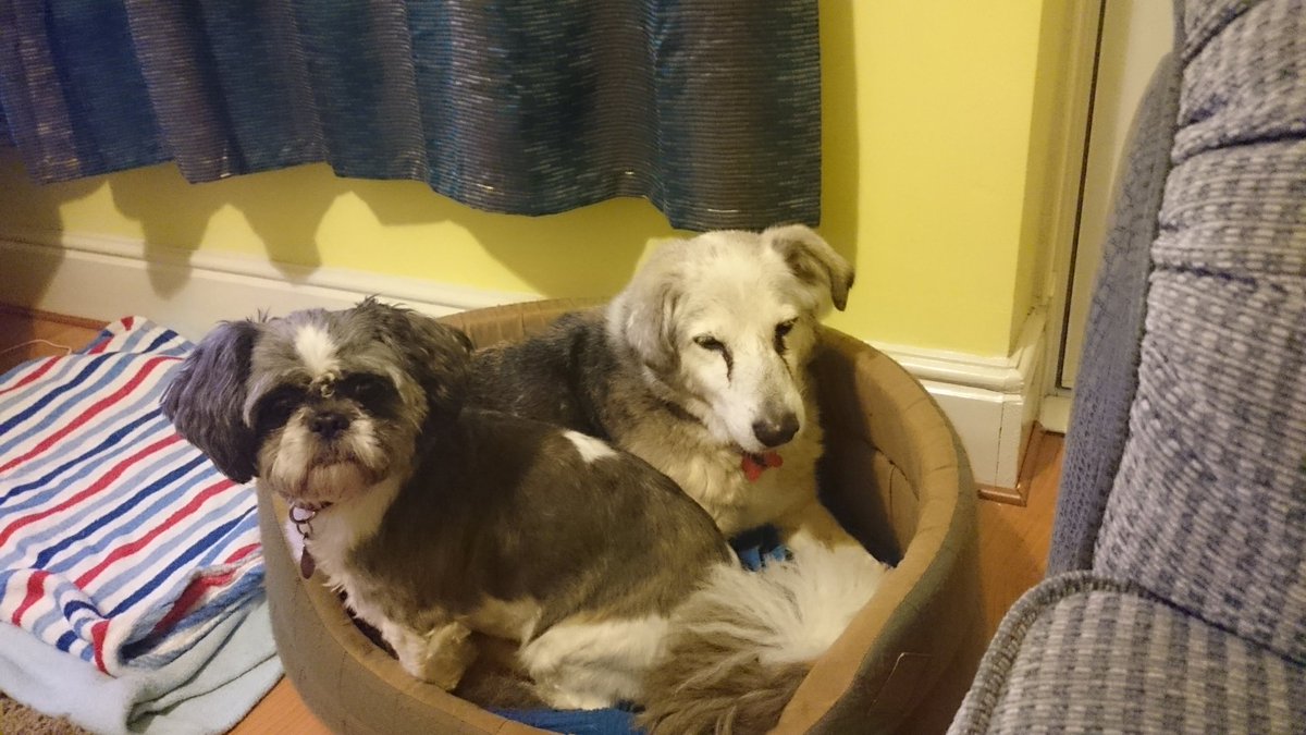 Katietatie7's tweet image. Furry family #bedproblems