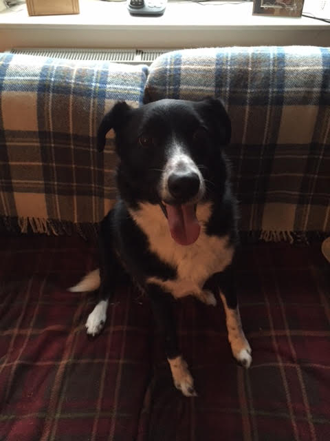 Greenleaf Animal Rescue tweet media