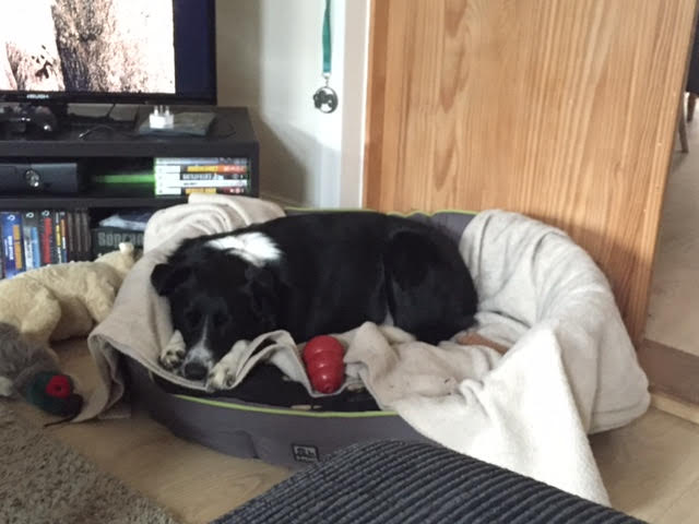 Greenleaf Animal Rescue tweet media