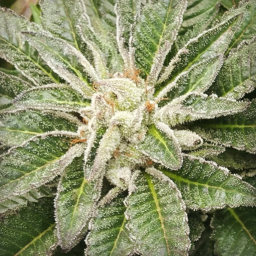 jw_llc's tweet photo. #cannabismedicinal #CANNABIZ #WeedSquad #marijuananews #marijuana #fullon #nectarfam #microbemakers #HempLife #weed https://t.co/IqrH90Lxjk