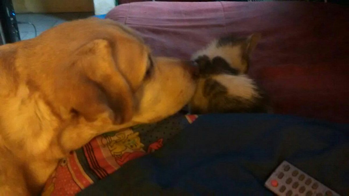 Santisimo2015's tweet photo. Se busca hogar para gatita rescatada de la calle. Es chiquitita, gris y blanca. Comunicarse con @abrildelburgo o MD. https://t.co/x9k8oelrQX
