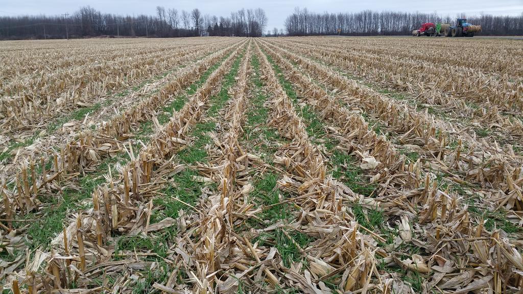 farmerschneck's tweet image. Pretty pleased w #covercrops #interseeding establishment #rootsnotiron in east #ontag #happyfarmer #cerealrye