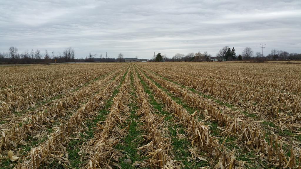 farmerschneck's tweet image. Pretty pleased w #covercrops #interseeding establishment #rootsnotiron in east #ontag #happyfarmer #cerealrye