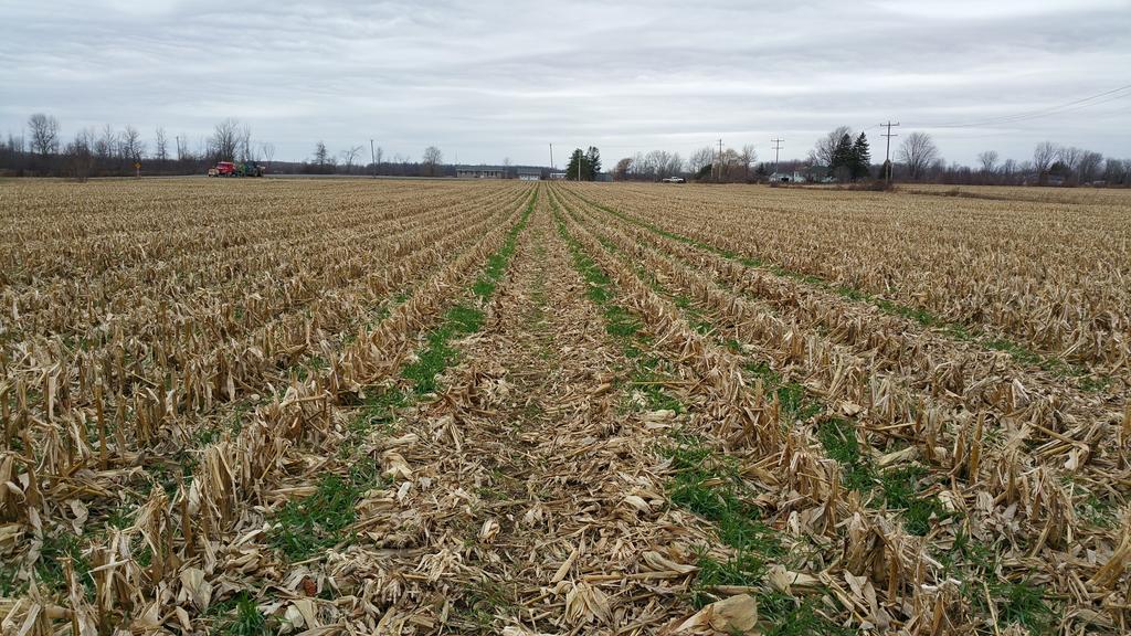 farmerschneck's tweet image. Pretty pleased w #covercrops #interseeding establishment #rootsnotiron in east #ontag #happyfarmer #cerealrye